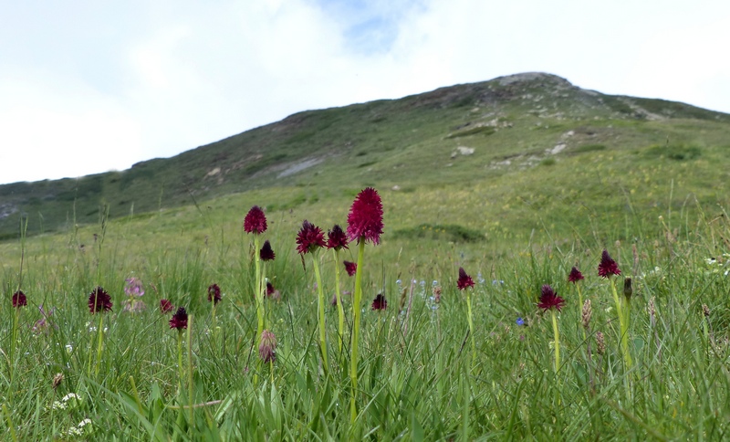 Nigritella cenisia e Nigritella rhellicani  Savoia francese   luglio 2023.